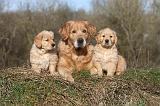 GOLDEN RETRIEVER 005